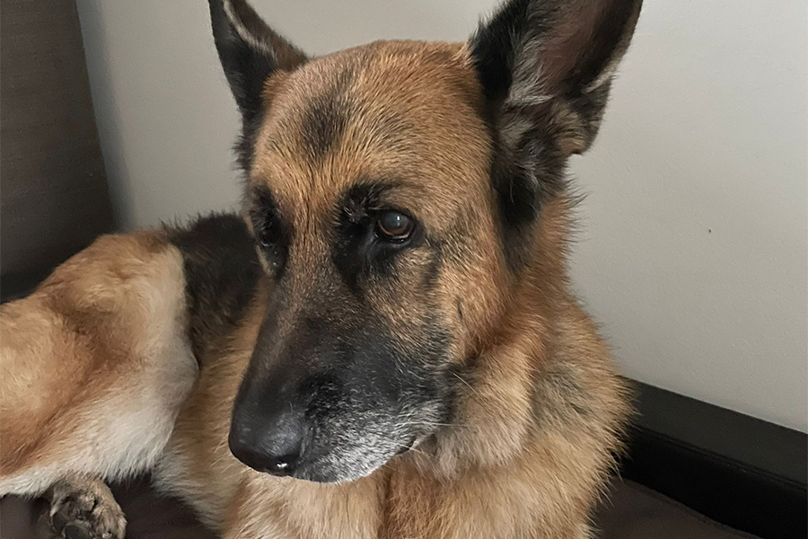 Hund Nika ist ab und zu in der Praxis Hund Nika